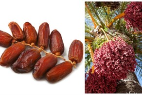 Вот что случится, если вы будете есть по три финика в день