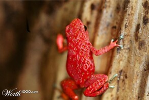 Удивительные животные-продукты