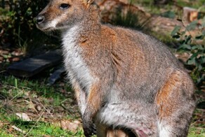 Парижа обосновалась колония австралийских валлаби