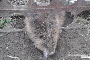 Спасти бобра