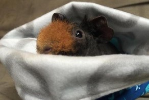 Голая морская свинка с идеальной бородой 