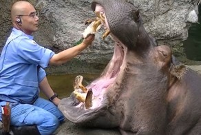 Как бегемоту зубы чистят