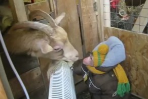 Даже снег и мороз не способны остановить эту макаку от ежедневного обхода своего хозяйства