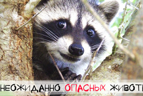 10 неожиданно опасных животных