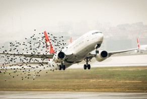 Что будет, если самолет столкнется с птицей?