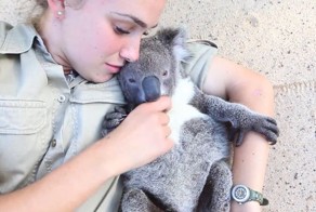 Детенышу коалы чешут пузико 