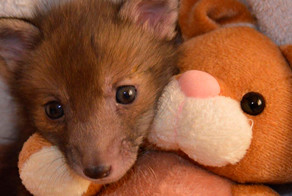 Спасенный лисенок, который очень любит своего плюшевого кролика