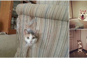 19 питомцев, уверяющих, это совсем не то, что вам показалось