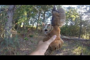 Спасение совы из рыболовной лески