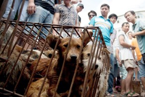 Ужасный ежегодный фестиваль мяса в Китае