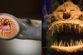 15 животных, способных испугать не на шутку