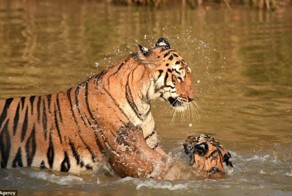 «И за ушами помой!» Как тигрица купала своего малыша в реке