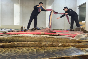 Китайские таможенники изъяли 25 000 шкур питона стоимостью 48 миллионов долларов