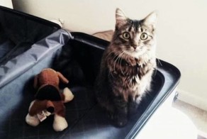 20 питомцев, которых не оставишь дома на время отпуска без зазрения совести