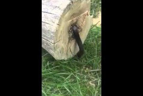 Парень распилил дерево и обнаружил там это