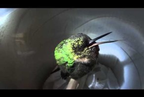 Спокойствие,только спокойствие:малютка колибри храпит после трудового дня