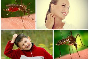 Теперь я знаю, почему комары кусают меня больше других