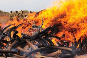 В Камеруне сожгли 2000 слоновьих бивней в рамках акции против браконьерства