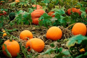 Сможете ли вы найти моделей на этих фотографиях? 