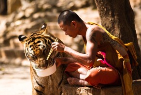 Храм тигров