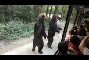 Чего не сделаешь ради еды: медведи посчитали себя людьми и стали ходить на задних лапах