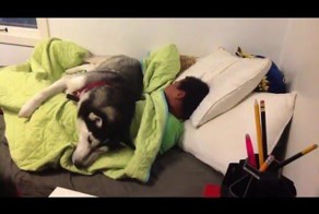 А я сказал пусть еще поспит! 