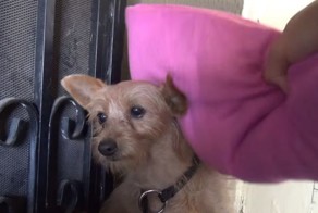 Собака учится снова доверять людям