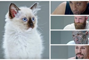 Котята играют с бандитами в гляделки