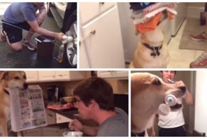 С таким псом не пропадёшь! Самая хозяйственная собака интернета