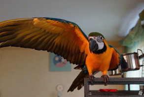 Забавное объявление о продаже попугая