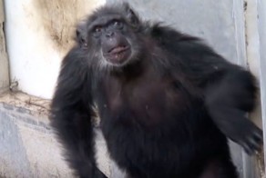 О таком существовании даже подумать страшно! Лабораторные шимпанзе впервые видят небо