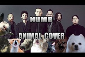 Такого исполнения «Numb» рок-группы Linkin Park вы ещё не слышали!