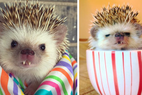 Ежик-вампир стал звездой Инстаграма  