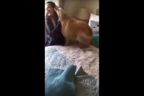 Вот она настоящая собачья преданность! Воссоединение собаки со своей хозяйкой