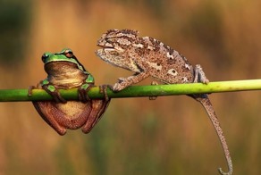Свободы слова нет нигде: 5 фото, на которых хамелеон затыкает рот лягушке
