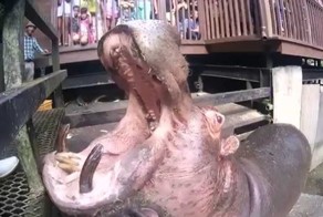 Машины по уничтожению арбузов в действии!