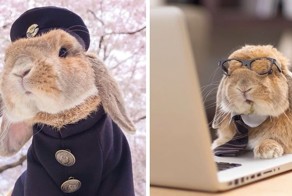 Встречайте самого стильного в мире кролика