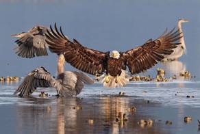 9 победителей орнитологического фотоконкурса Audubon Photography Awards 2016