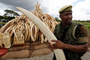 Кладбище слоновой кости  