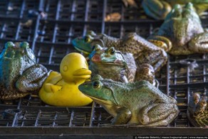 Как выращивают лягушек для еды  