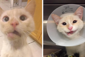 Сломанная челюсть подарила кошке загадочную "улыбку Моны Лизы"