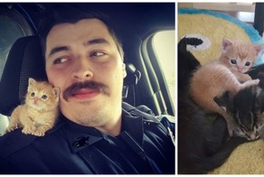 Полицейский приютил котенка и теперь они сражаются с преступностью вместе