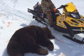 Последствия нападения медведя на человека