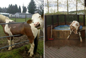 17 доказательств того, что коровы похожи на нас больше, чем вы думаете