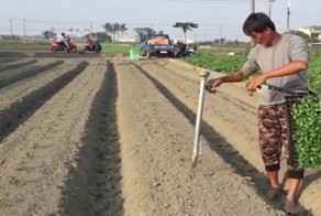 Как китайцы рассаду высаживают