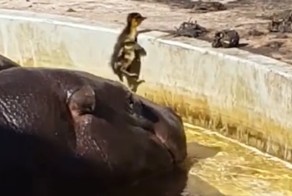 Бегемоты помогли утенку выбраться из бассейна