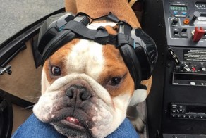 О такой жизни, как у этого бульдога из Ванкувера, многие могут только мечтать