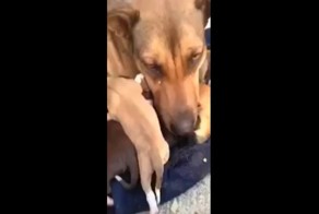 О "человечном" в мире животных: реакция собаки на возвращение её щенят