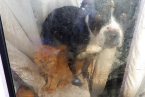 Женщина из Англии жила с трупами домашних животных