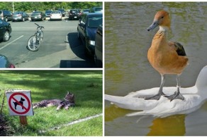 Что бы ты ни делал, делай это как хозяин